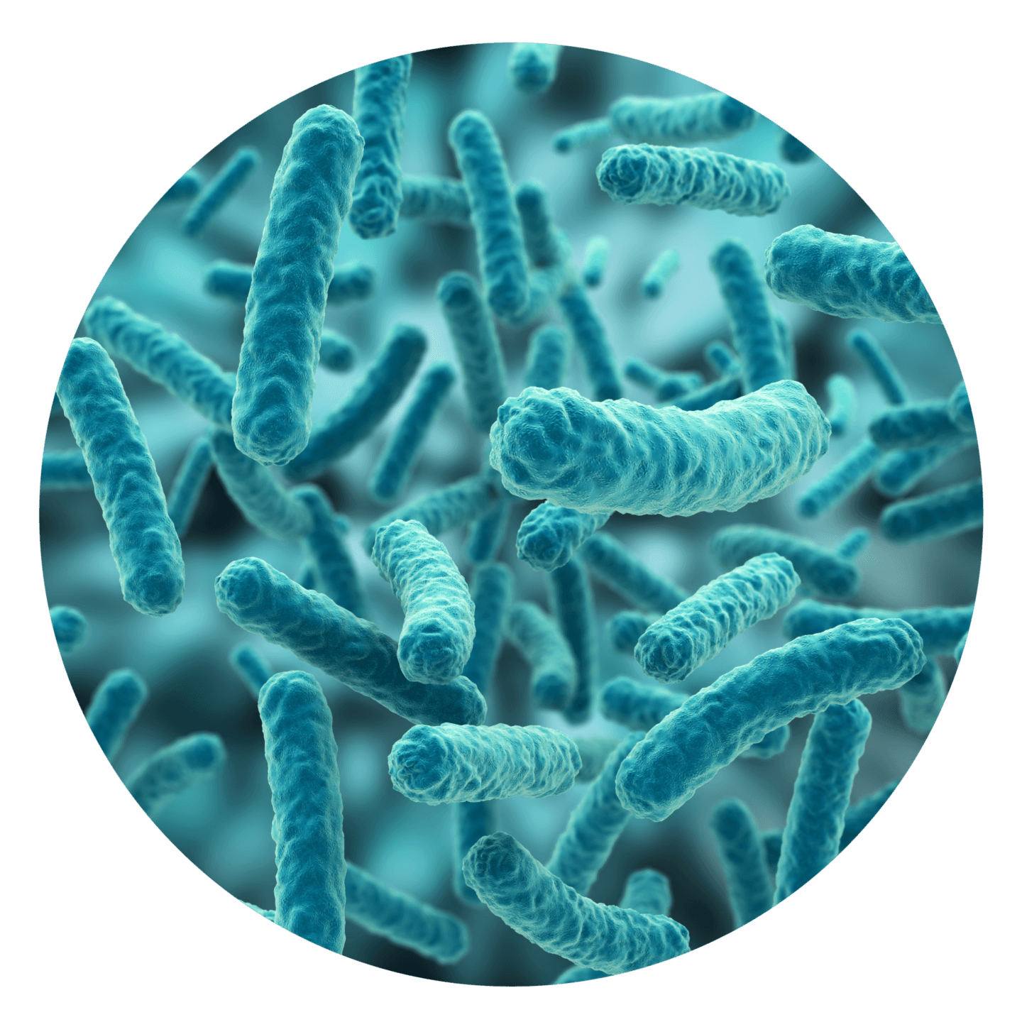 lactobacillus-acidophilus